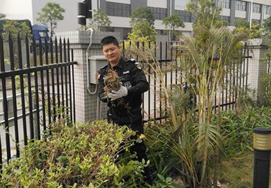 义务为客户单位做绿化修剪